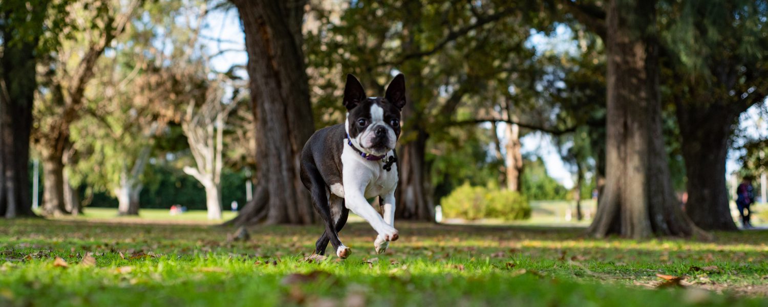 dog-4333497_1920