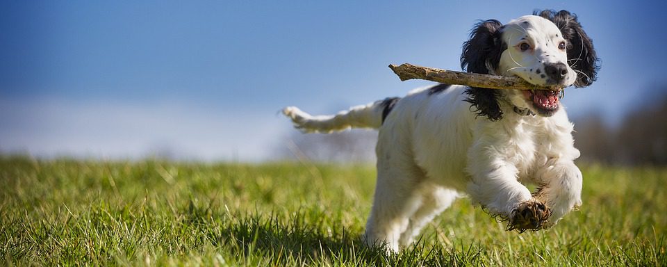 fetch-4957501_960_720