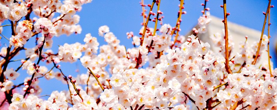 winter-1157074_960_720