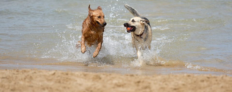 dog-1411397_960_720